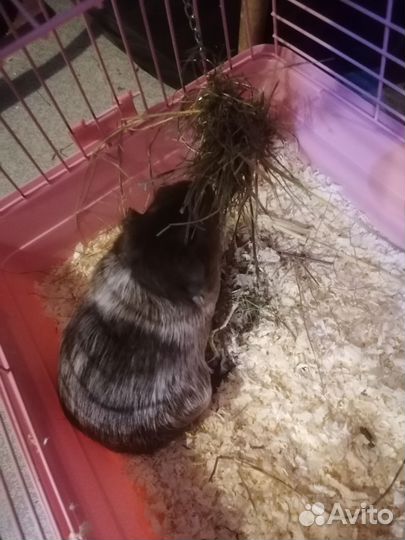 Морская свинка с клеткой
