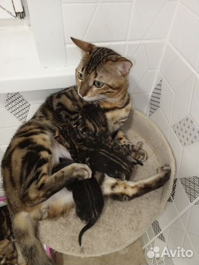 Бенгальские котята