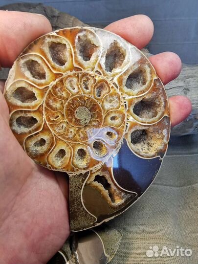 462гр. Аммонит