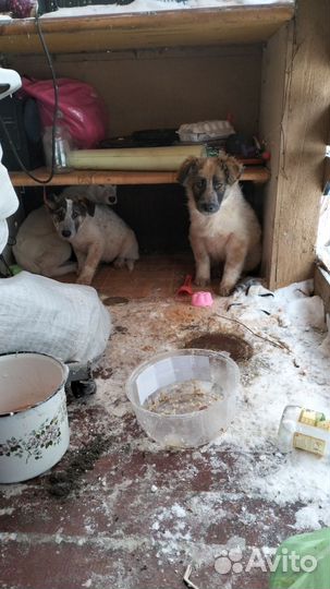 Щенки в добрые руки