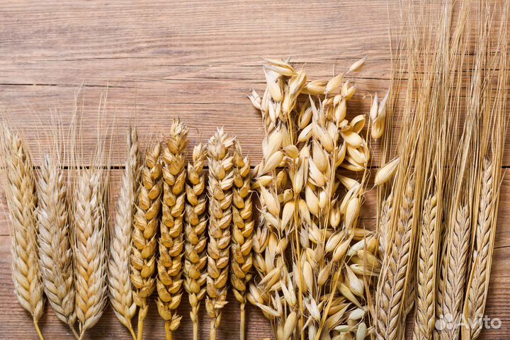 Зерно пшеница ячмень овес корма собак комбикорм