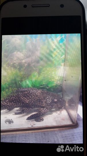 Сом прилепало