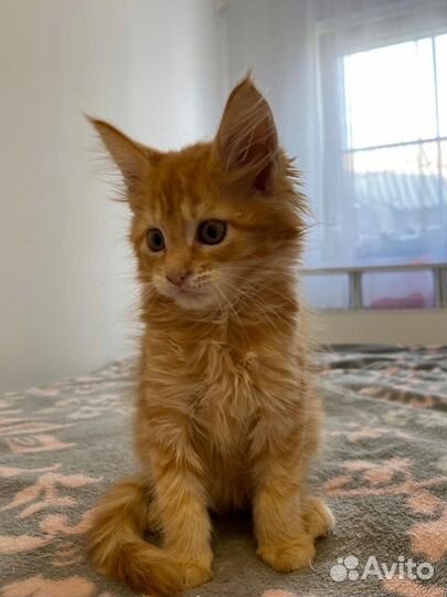 Котенок Мейн-кун