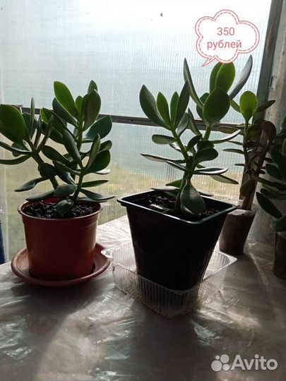 Денежное дерево толстянка крассула