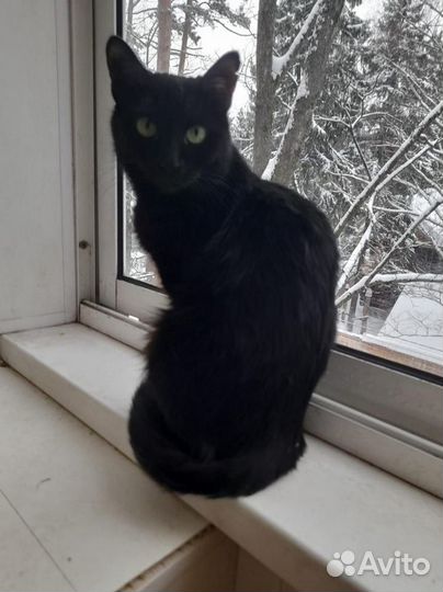 Красавица Ноча - молодая кошка ищет дом