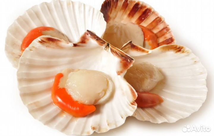 Гребешок на створке раковины