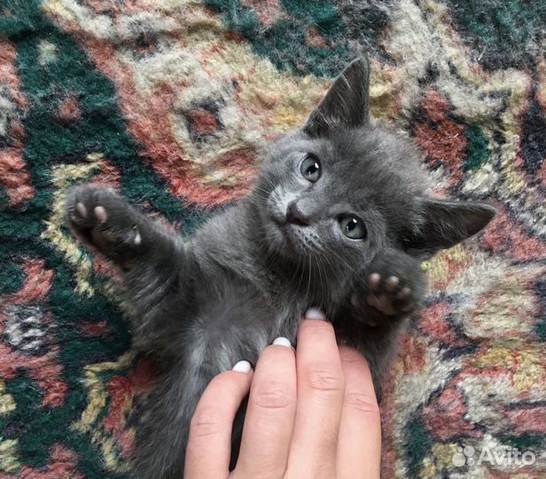 Отдам котят в добрые руки