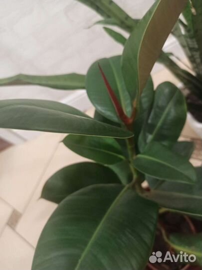 Комнатные растения