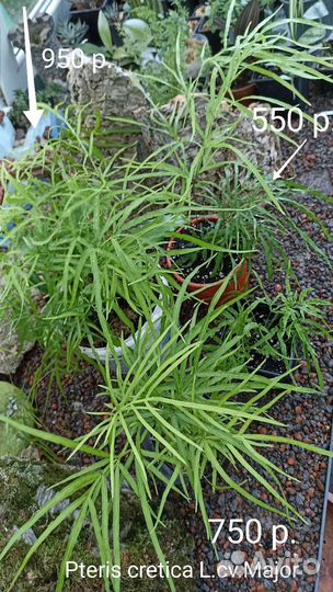 Птерис Критский/ Папоротник