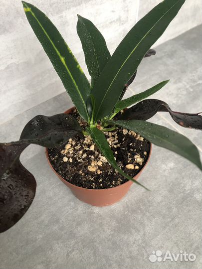 Кротон мамми