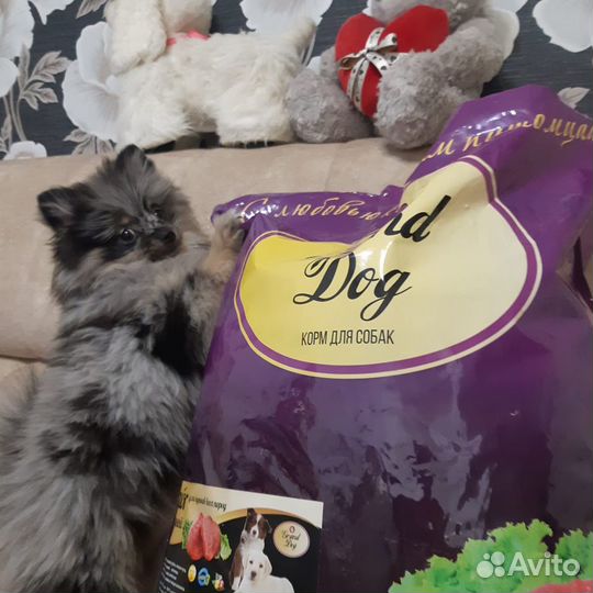 Юниор сухой корм д/щенков с 3недель Гранд Дог Г