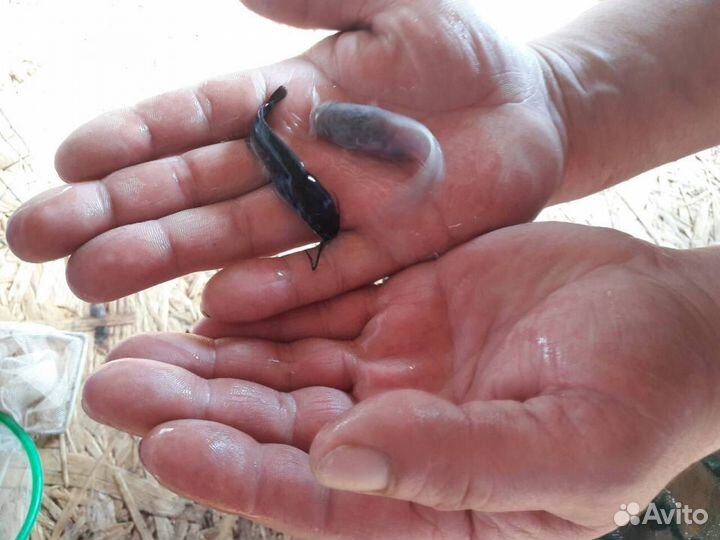 Рыбопосадочный материал Кларий Мраморный