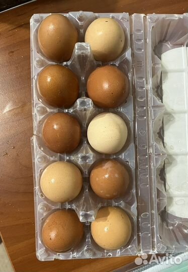 Домашние куриные яйца