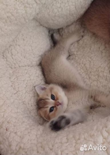 Британская золотая шиншилла котята