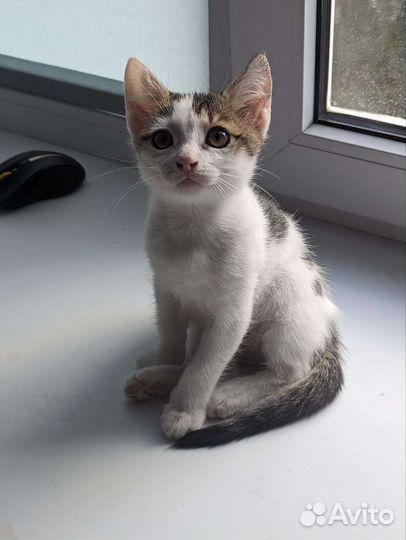 Котенок в добрые руки