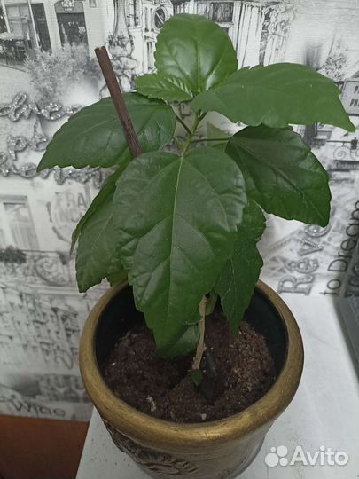 Китайская роза