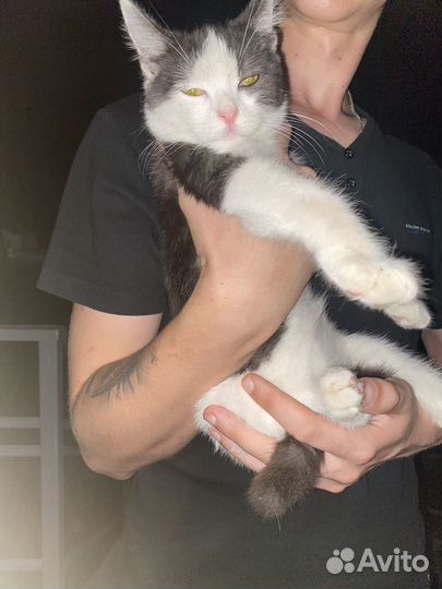 Котенок в добрые руки