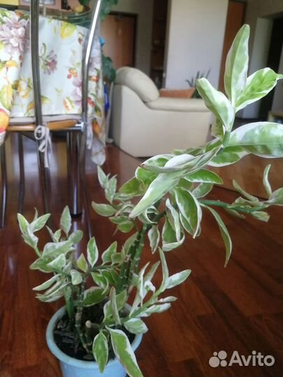 Комнатные цветы