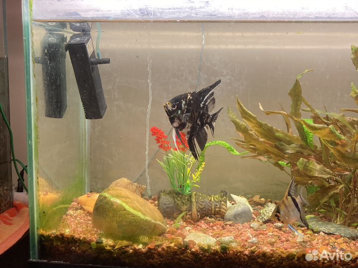 Аквариум со всем содержимым и рыбками