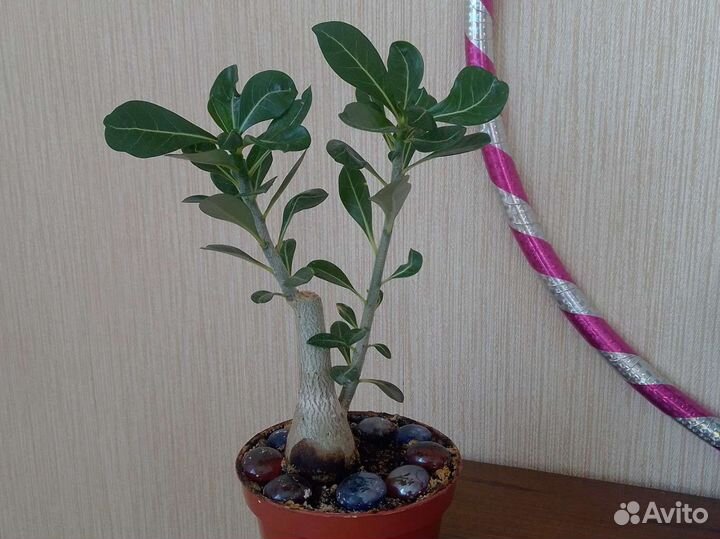 Адениум роза пустыни