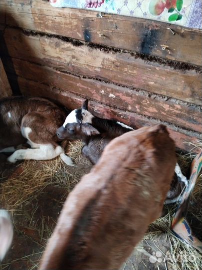 Бычки мясная порода