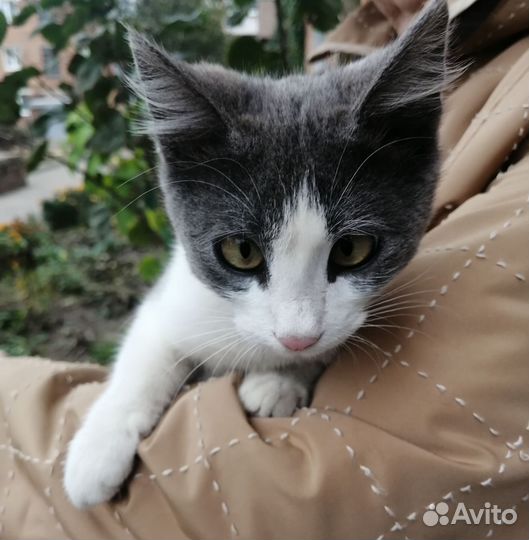 Котёйка ищет дом