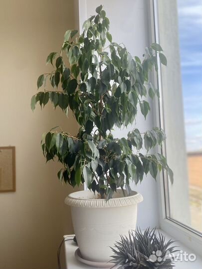Фикус бенджамина большой