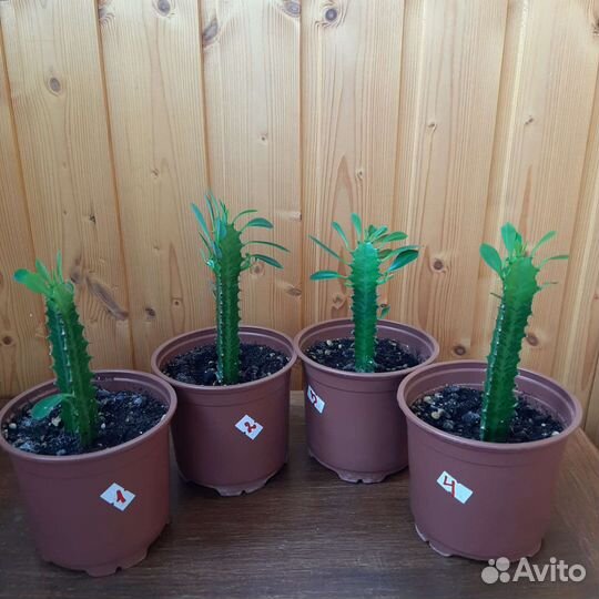 Молочай. Цветок