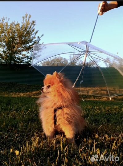 Зонт для питомца