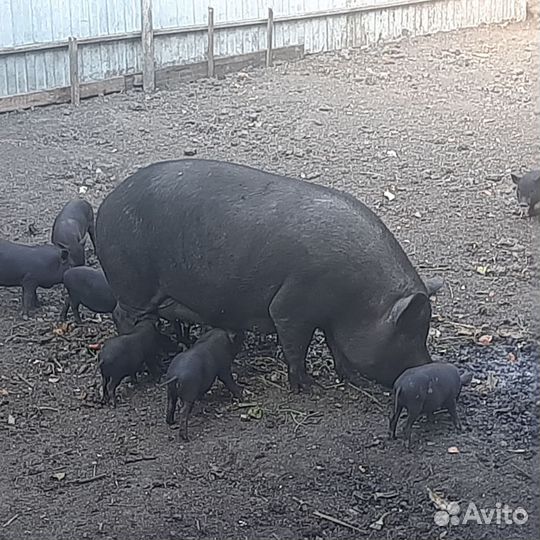 Ветнамские поросята