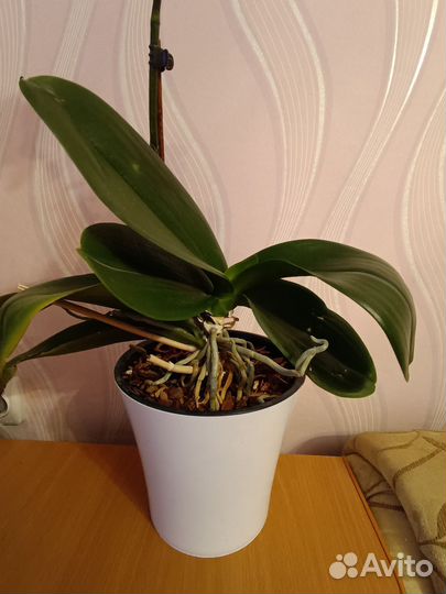 Орхидея фаленопсис