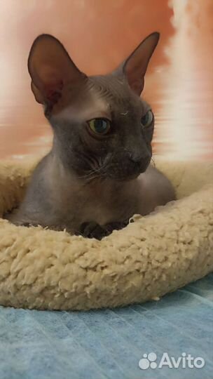 Передержки домашних животных