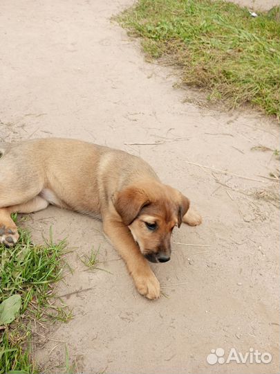 Собака в добрые руки отдам бесплатно