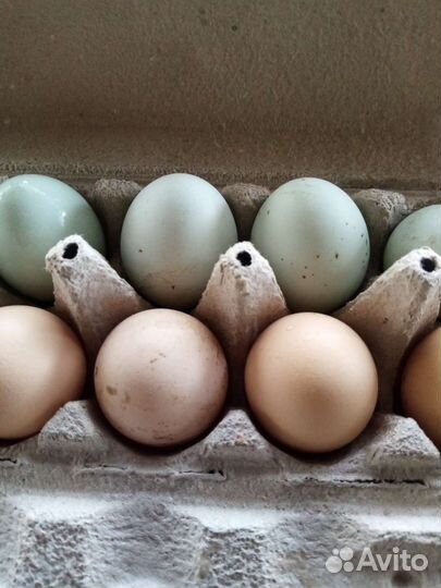 Инкубационное яйцо