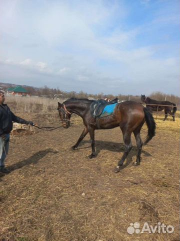 Английская чистокровная кобыла