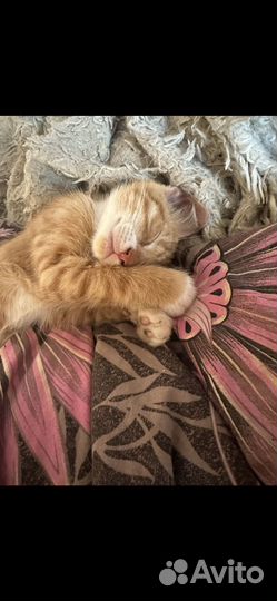 Отдам в добрые руки