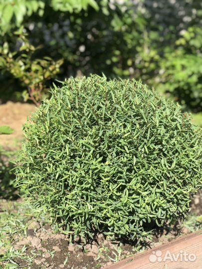 Ива тонколистная