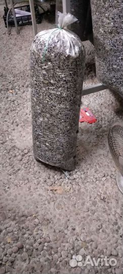 Грибные блоки вешенка