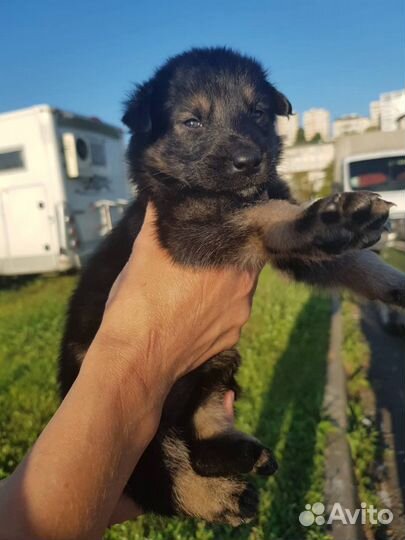 Щенки в добрый руки