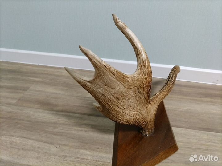 Продам рога лося на стену