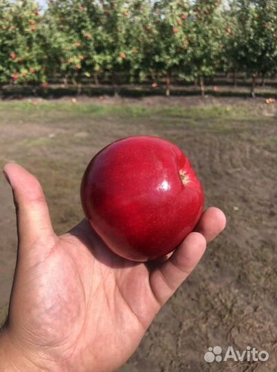 Яблоки оптом и розницу