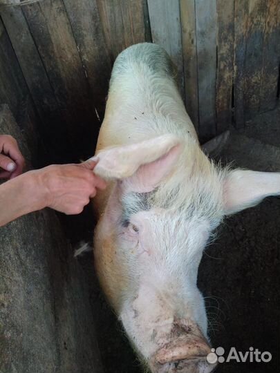 Кабан на племя