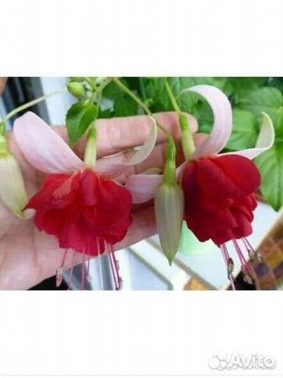 Фуксия Dollar princess, Veenlust