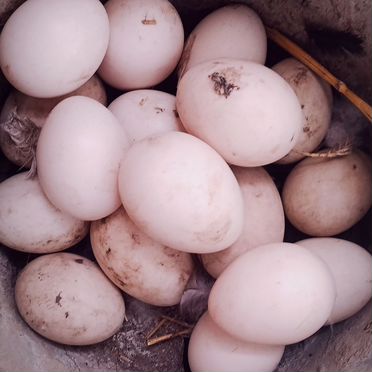 Индоутки тяжелой линии