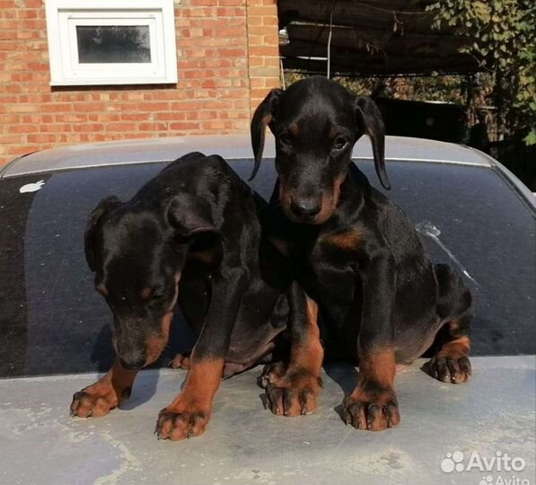 Щенки добермана