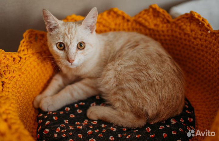 Котёнок ищет семью