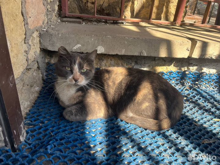 Кошка, выбросили (хотя бы передержка)