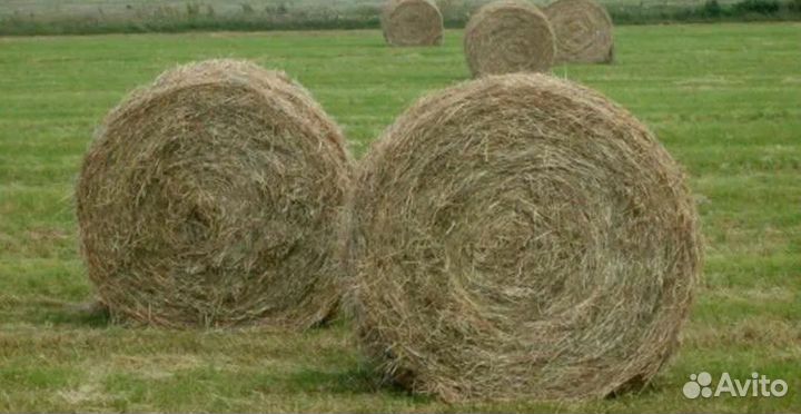 Продам сено в рулонах