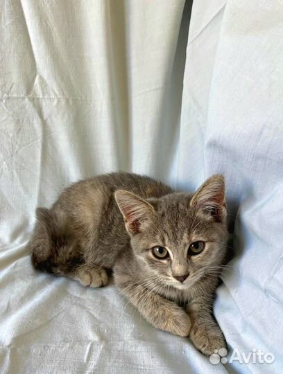 Ласковый котёнок Мышка в дар