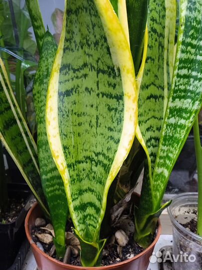 Глоксинии, сансевиерия, монстера